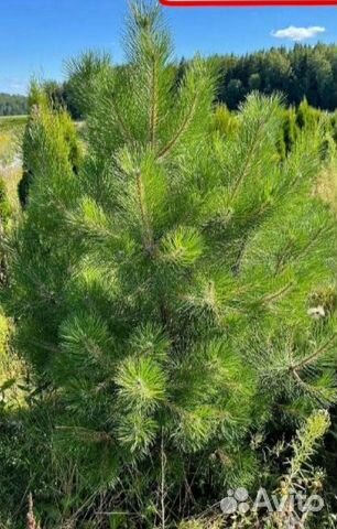 Сосна черная