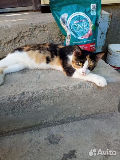 Трёхцветная кошечка 5 месяцев