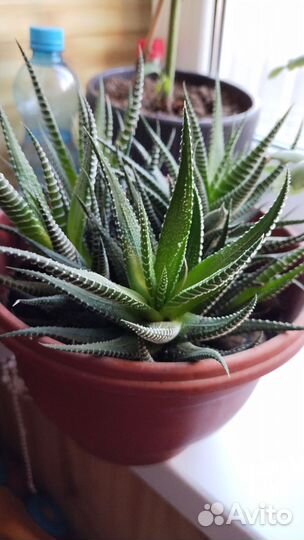 Хавортия полосатая