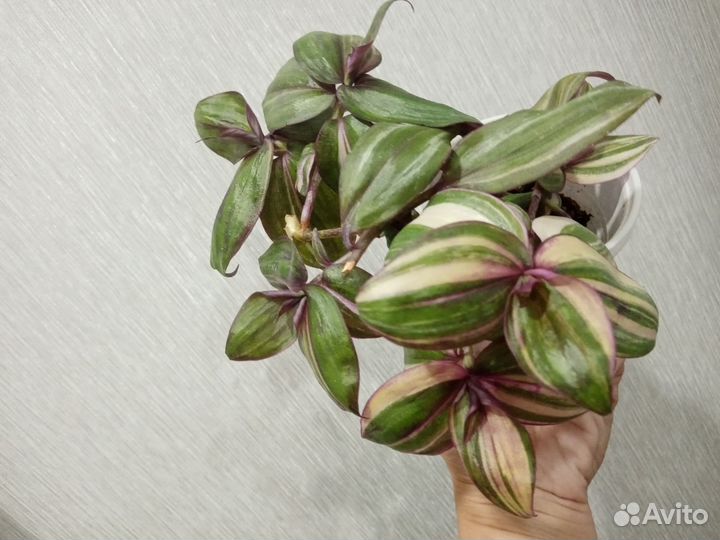 Комнатные растения