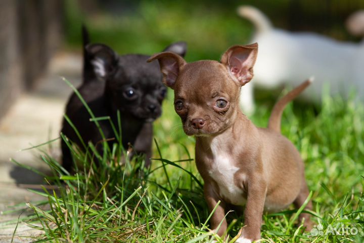 Чихуахуа щенки мини и стандарт от 15т