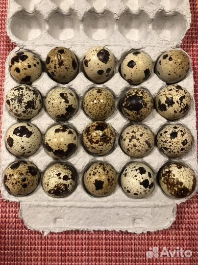 Перепела и инкубационное яйцо Феникса золотистого