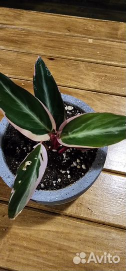 Строманта триколор