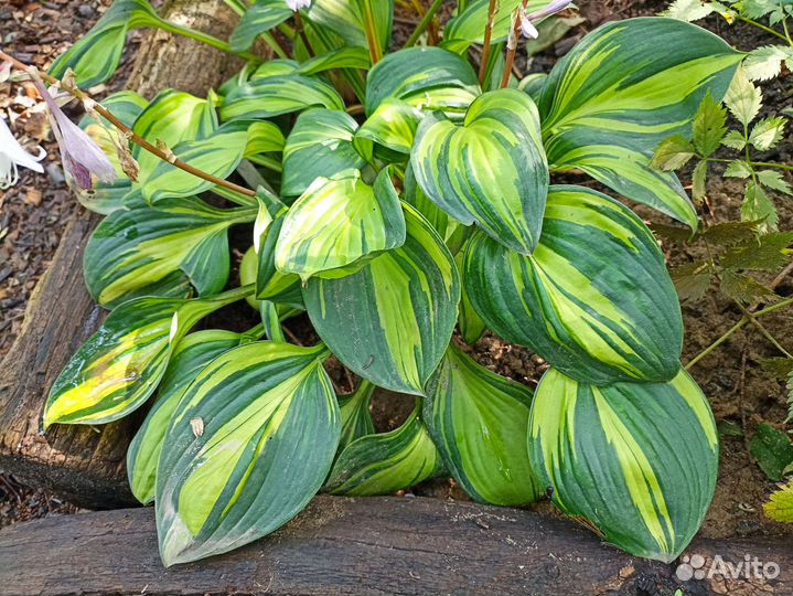 Хоста Рейндбоуз энд