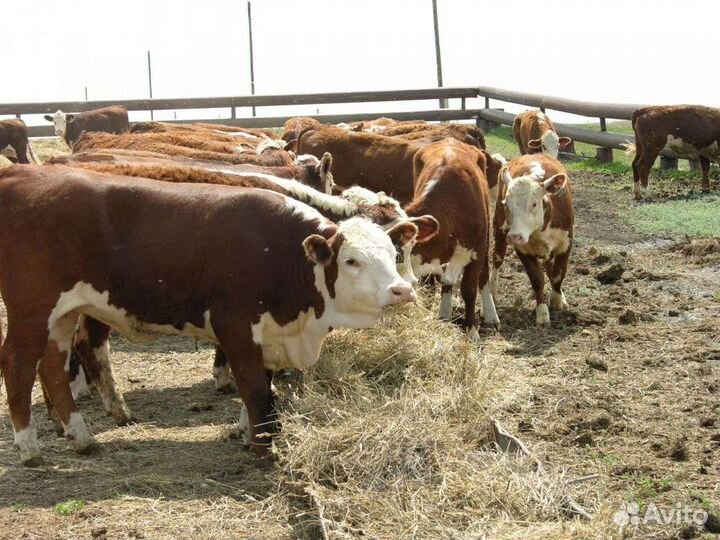 Продам тёлок Герефордской породы