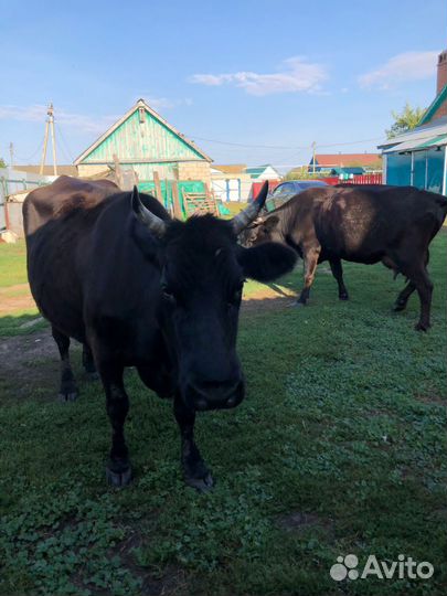 Племенные коровы