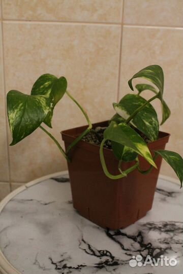 Сциндапсус