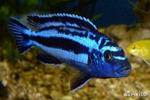 Цихлиды Африки