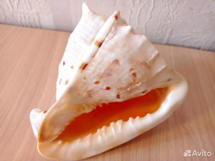 Набор ракушек для аквариума, ракушка океаническая