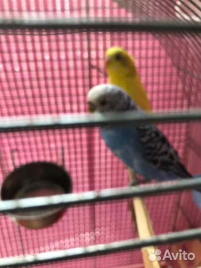 Волнистые попугайчики с клеткой