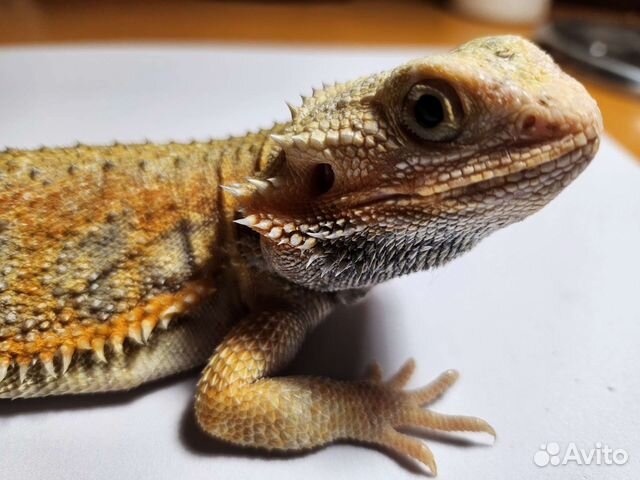 Бородатая агама купить в Москве | Животные и зоотовары | Авито
