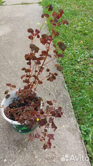 Саженцы березы