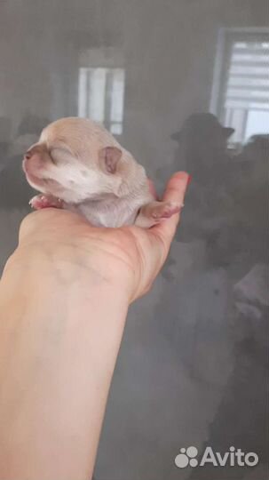 Изабеловая девочка