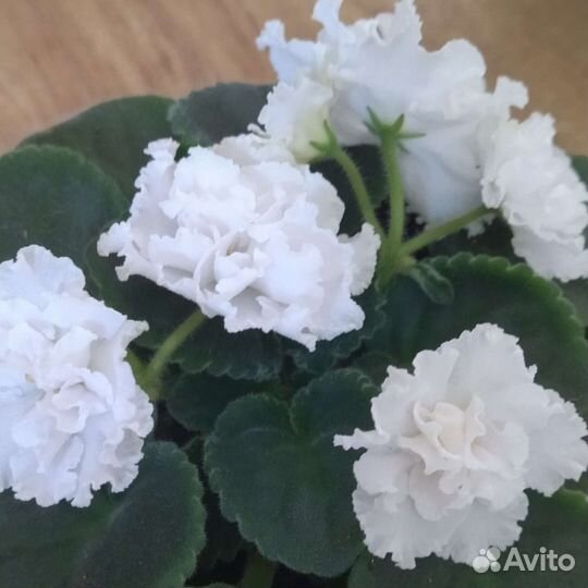 Детки фиалок и фуксии