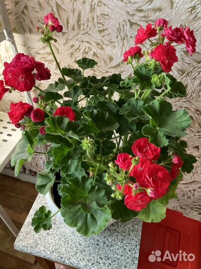 Взрослые кусты сортовых пеларгоний