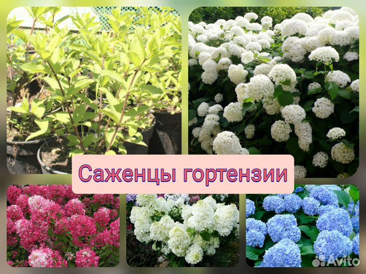 Гортензия саженцы