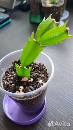 Декабрист желтый