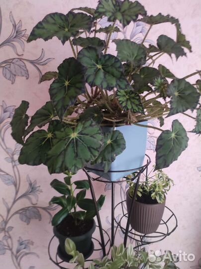 Продам цветы комнатные