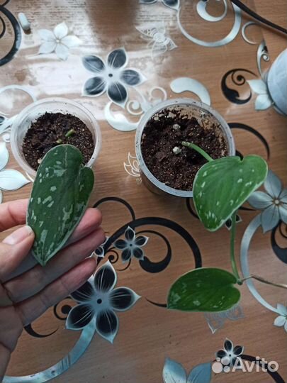 Сциндапсус