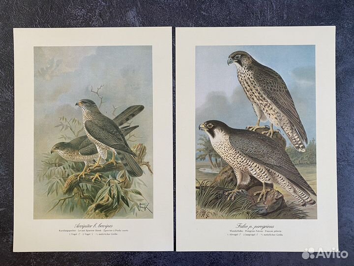 Литографии хищные птицы,Германия