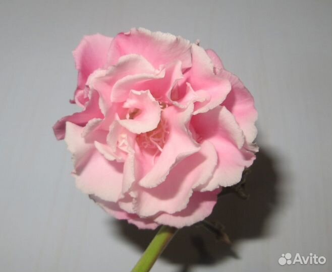 Олеандры сортовые, махровые