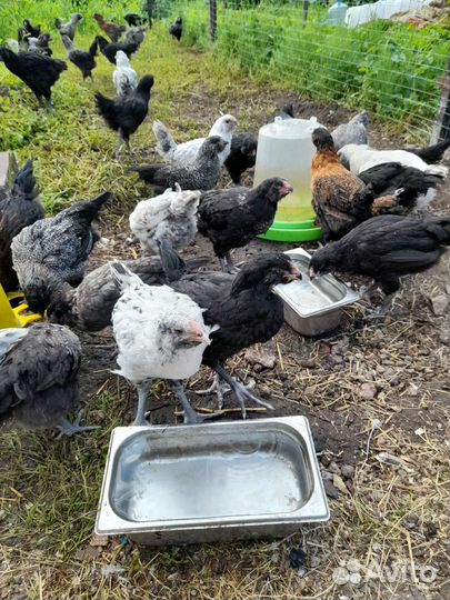 Цыплята: Брама, Гергебильские