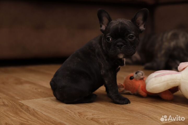 Французский бульдог щенки