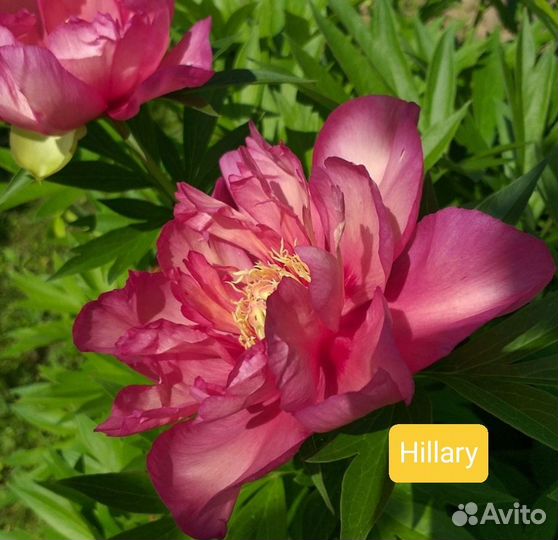 Пионы Ито Hillary, Julia Rose