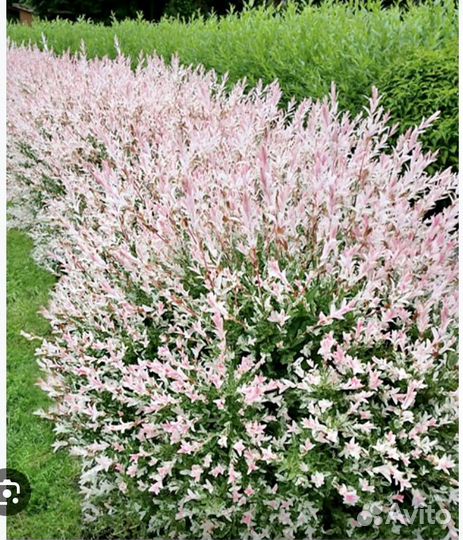 Продаю иву Хакуро Нишики Ставрополь