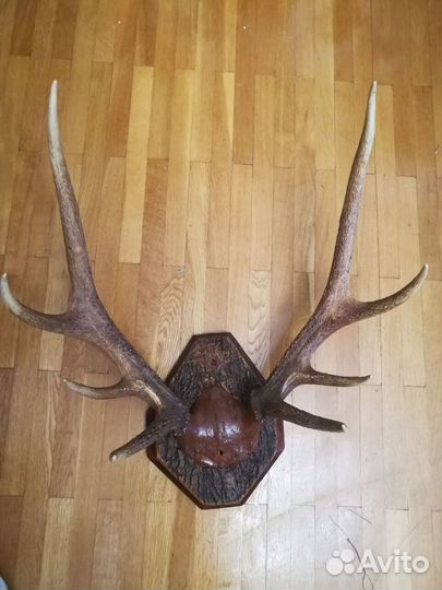 Рога оленя