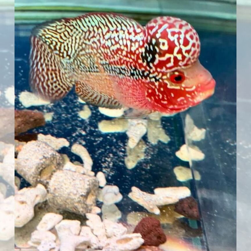 Аквариумные рыбки Flowerhorn