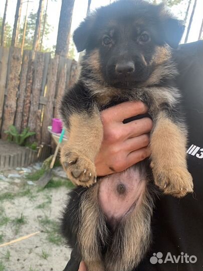 Чистокровные щенки Немецкой овчарки