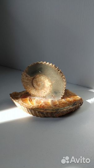 Окаменелости аммониты