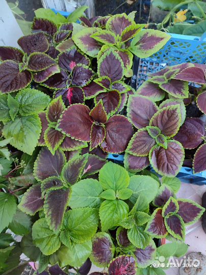 Колеусы вегетативные