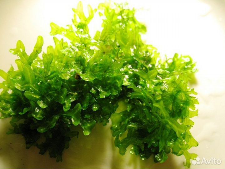 Мох стринг и печеночный, ввалиснерия,пистия