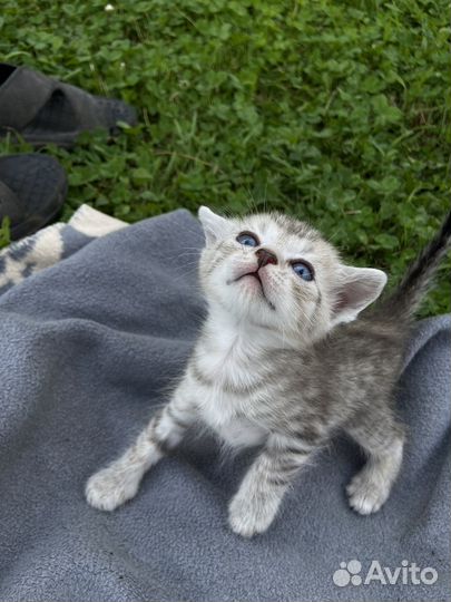 Котята бесплатно