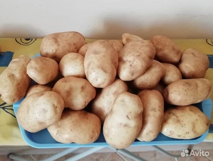 Картофель семенной сорт Сынок (Богатырь) репродукция суперэлита ( 0,5кг ) Дачная