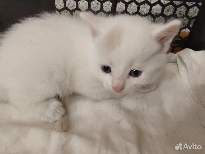 Сибирские котята в добрые руки