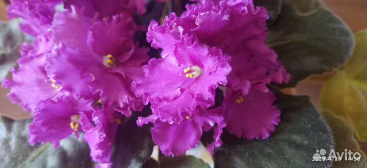 Фиалка лист