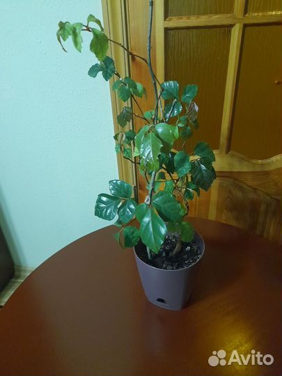 Комнатный виноград