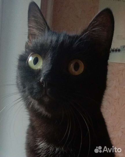 Кошка в дар бесплатно