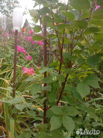 Саженцы войлочной вишни