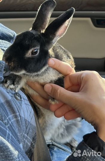 Декоративные кролики рекс