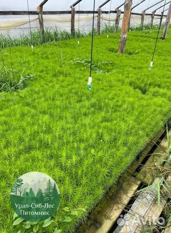 Зкс и окс Сосна Ель Лиственница сеянцы Голуб горн