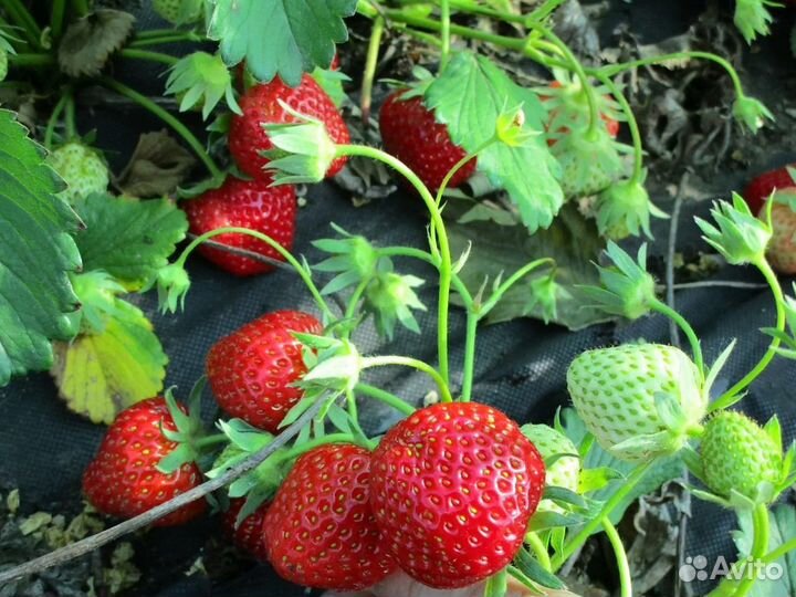Саженцы клубники