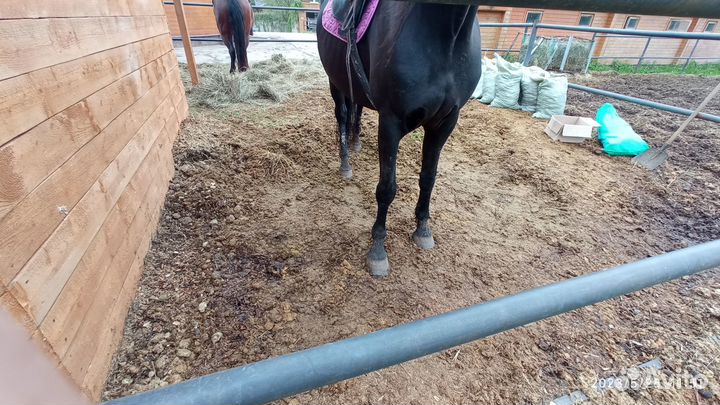 Навоз перегной конский