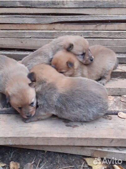 Карело финская лайка