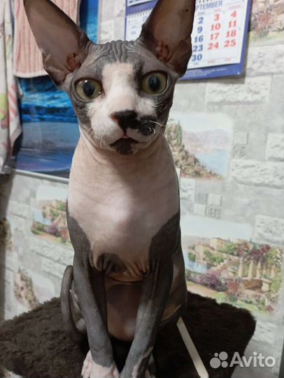 Канадский сфинкс