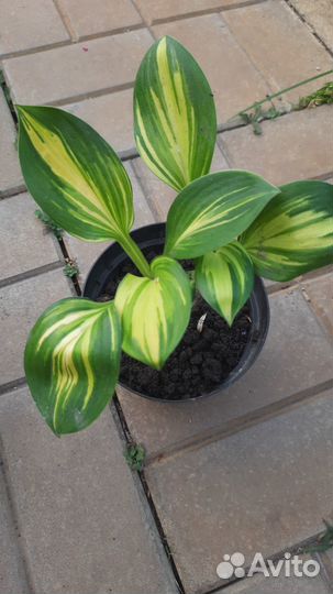 Хоста (коллекционные и редкие сорта)