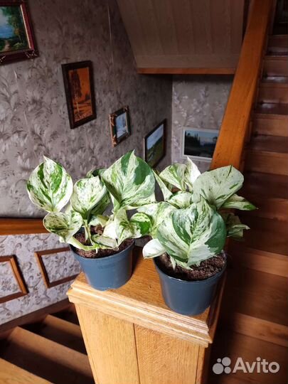 Сциндапсус хеппи лиф